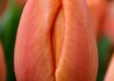 Tulipa Delta Storm ® (4)